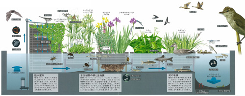 ビオパレットに棲む生き物