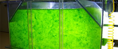 植物体を利用した排水処理