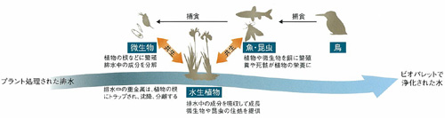 ビオパレットの水質浄化のイメージ