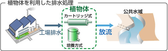 植物体を利用した排水処理